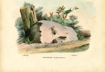 Mosca spagnola, 1863-79